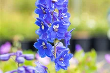 Delphinium pacific 'Blue Bird'