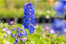 Delphinium pacific 'Blue Bird'