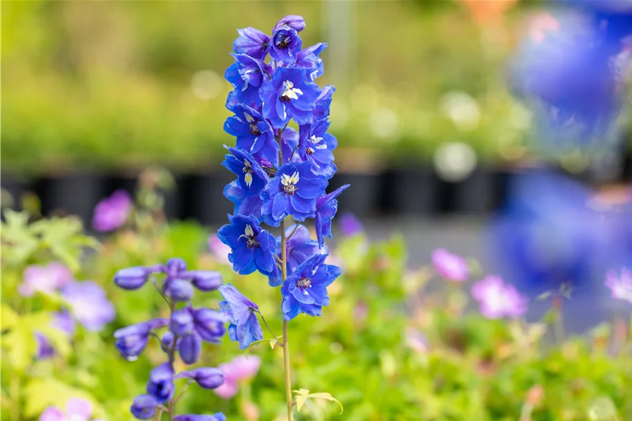 Delphinium pacific 'Blue Bird'