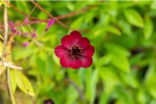 Cosmos atrosanguineus