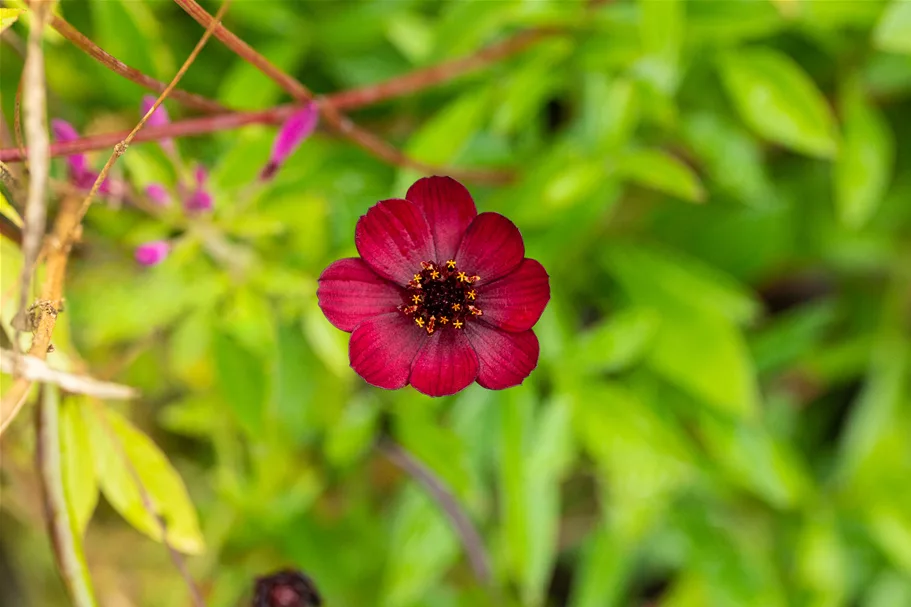 Cosmos atrosanguineus