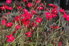 Dianthus deltoides 'Brilliant'