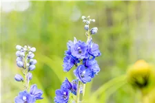Delphinium pacific 'Blue Bird'