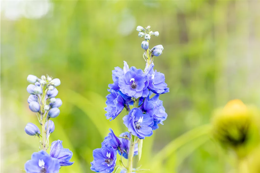 Delphinium pacific 'Blue Bird'