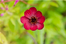 Cosmos atrosanguineus