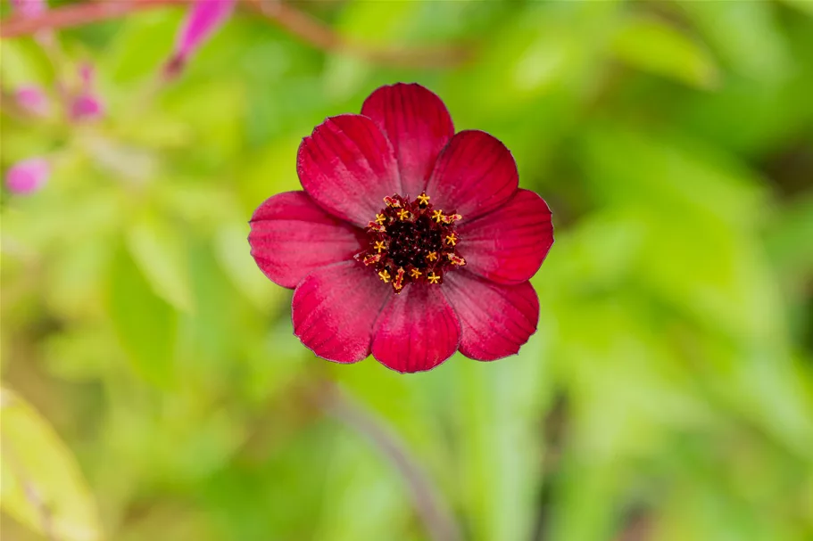 Cosmos atrosanguineus