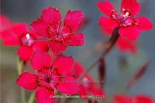 Dianthus deltoides 'Brilliant'
