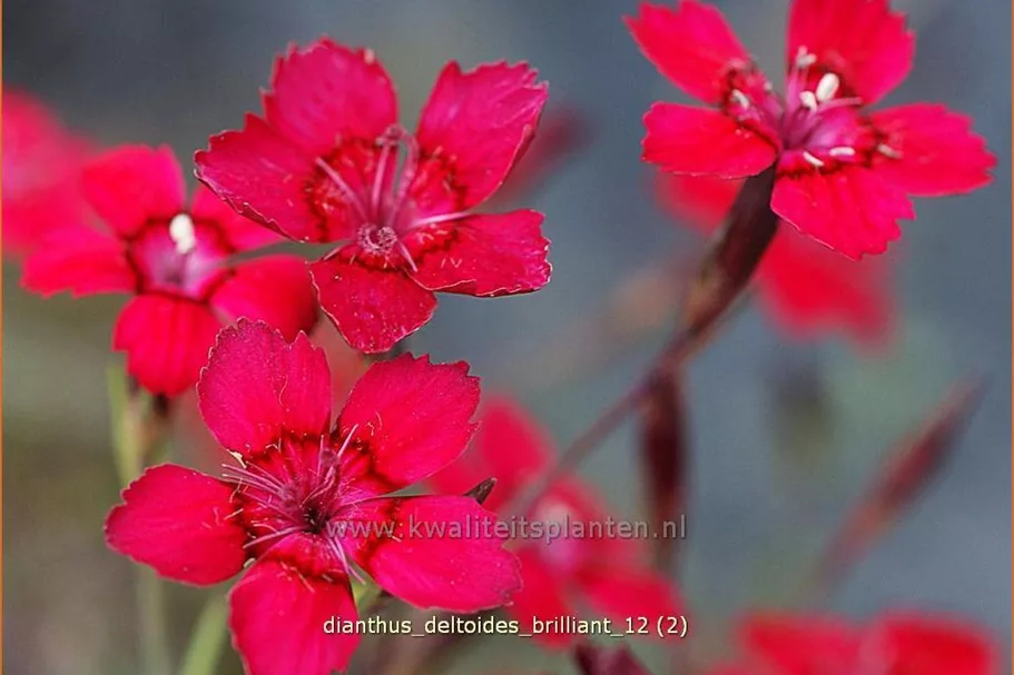 Dianthus deltoides 'Brilliant'