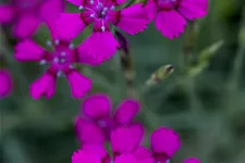 Dianthus deltoides 'Brilliant'