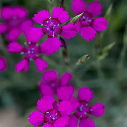 Dianthus deltoides 'Brilliant'