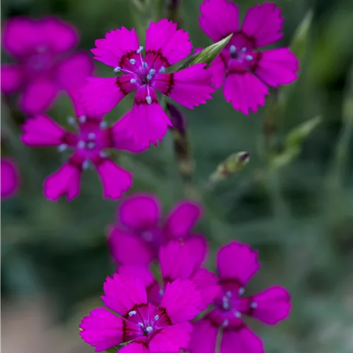 Dianthus deltoides 'Brilliant'