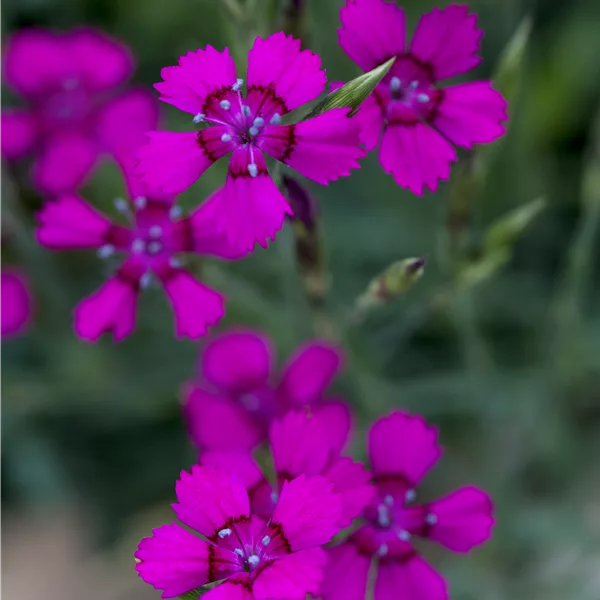 Dianthus deltoides 'Brilliant'
