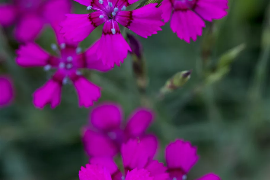 Dianthus deltoides 'Brilliant'