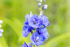 Delphinium pacific 'Blue Bird'