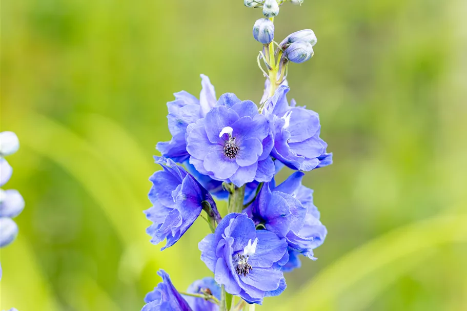 Delphinium pacific 'Blue Bird'