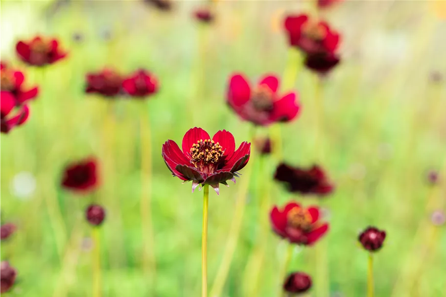 Cosmos atrosanguineus