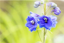 Delphinium pacific 'Blue Bird'