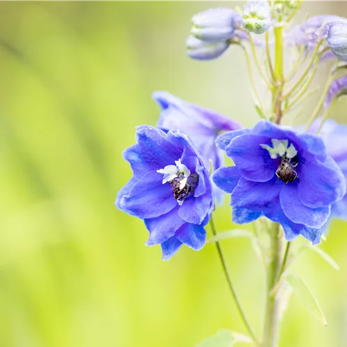 Delphinium pacific 'Blue Bird'