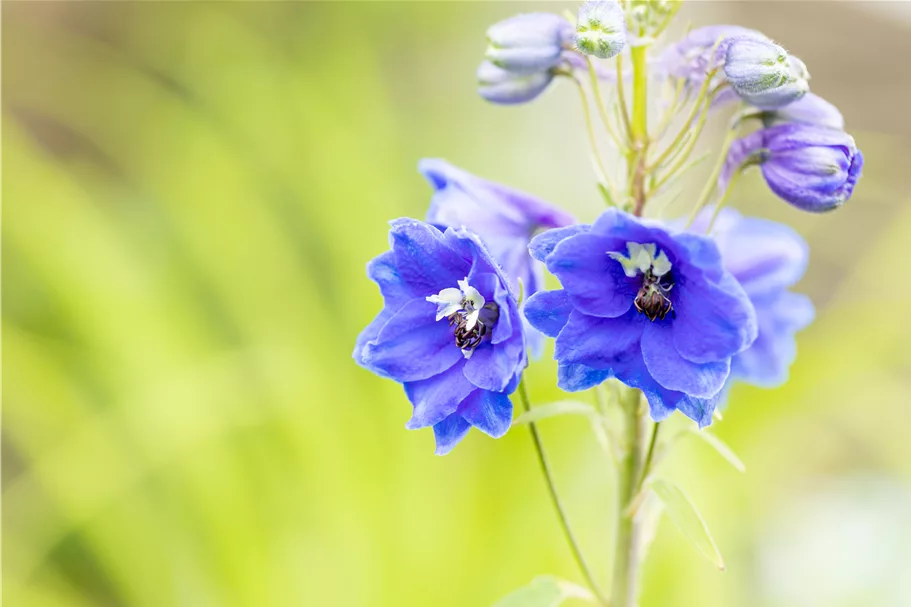 Delphinium pacific 'Blue Bird'