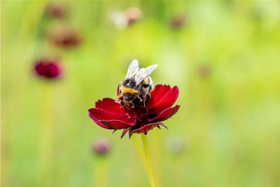 Cosmos atrosanguineus