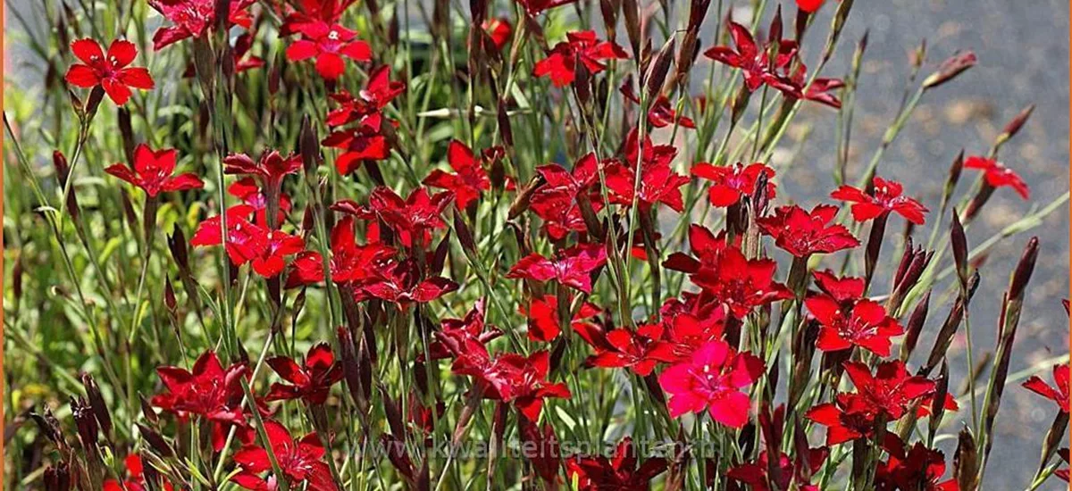 Dianthus deltoides 'Flashing Light'
