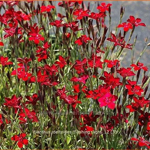 Dianthus deltoides 'Flashing Light'