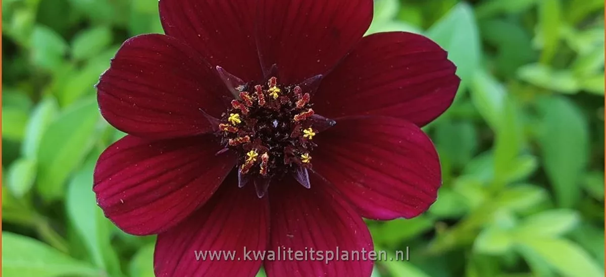 Cosmos atrosanguineus 'Eclipse'