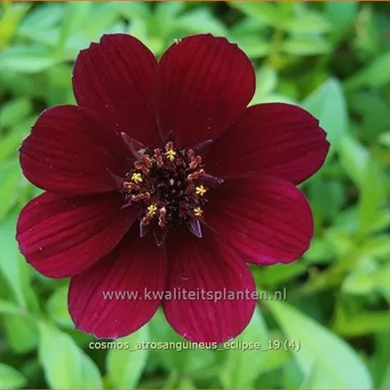 Cosmos atrosanguineus 'Eclipse'