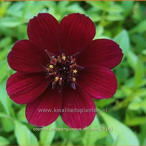 Cosmos atrosanguineus 'Eclipse'
