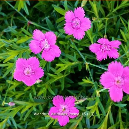 Dianthus deltoides 'Rosea'