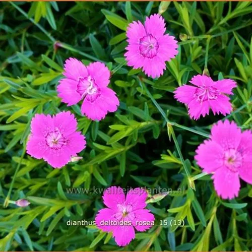 Dianthus deltoides 'Rosea'