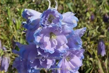 Delphinium 'Camelliard'
