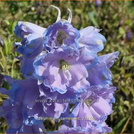 Delphinium 'Camelliard'