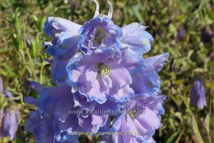 Delphinium 'Camelliard'