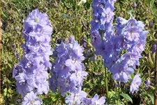Delphinium 'Camelliard'