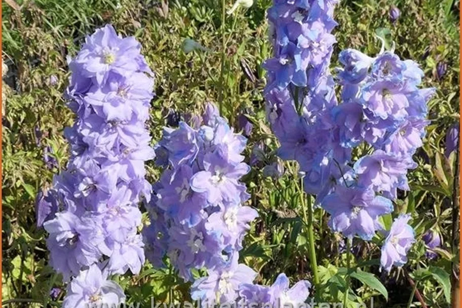 Delphinium 'Camelliard'
