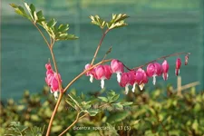 Dicentra spectabilis