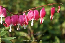 Dicentra spectabilis