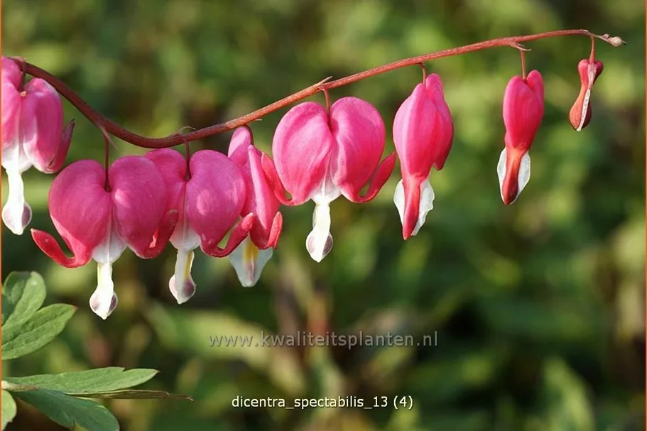 Dicentra spectabilis
