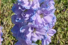 Delphinium 'Camelliard'