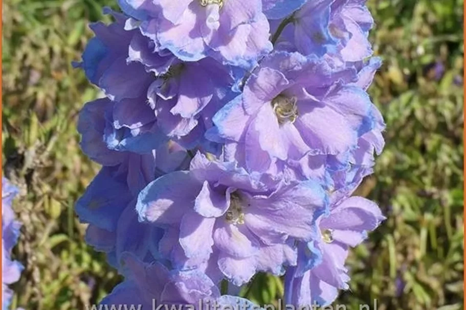 Delphinium 'Camelliard'
