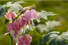 Dicentra spectabilis