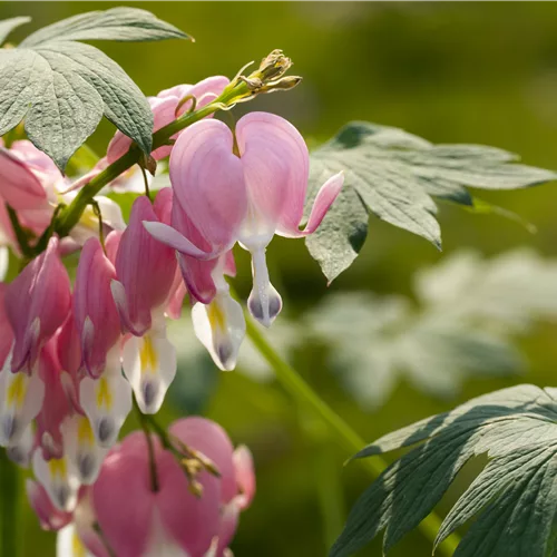 Dicentra spectabilis