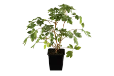 Dicentra spectabilis