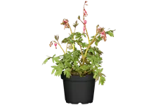 Dicentra spectabilis