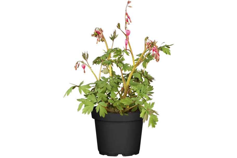 Dicentra spectabilis