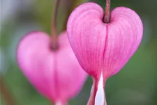 Dicentra spectabilis