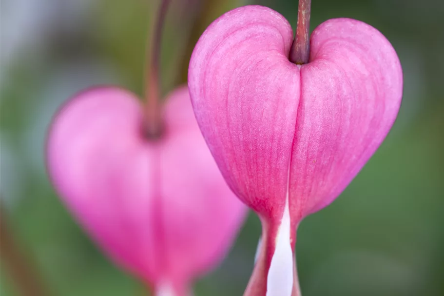 Dicentra spectabilis