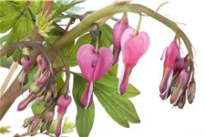 Dicentra spectabilis