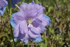 Delphinium 'Camelliard'